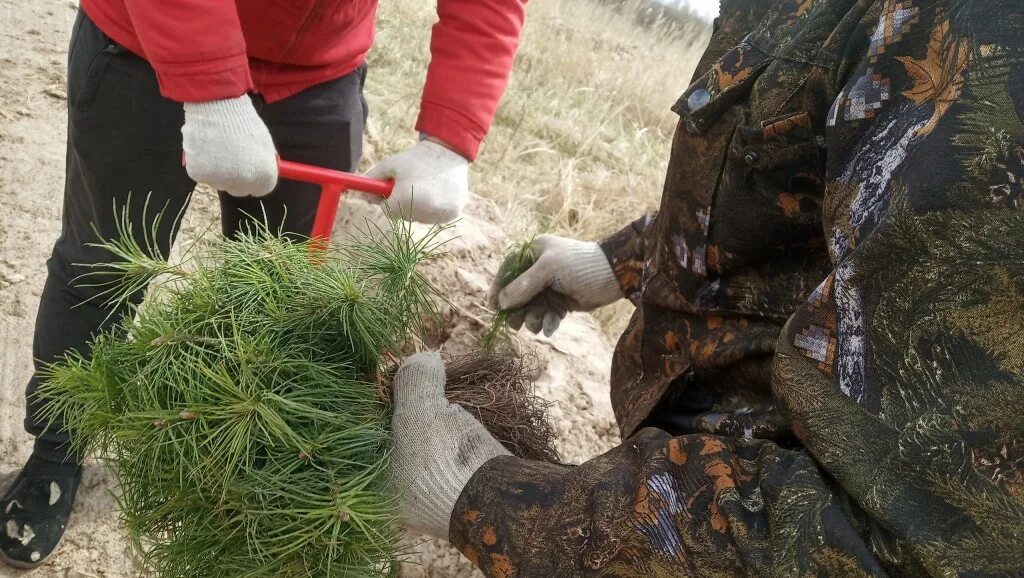 Новости хвойная. Ленинский лесхоз пенза. Высадка сосен новости. Новости хвойная. Молодые поросли касались нашего лица.