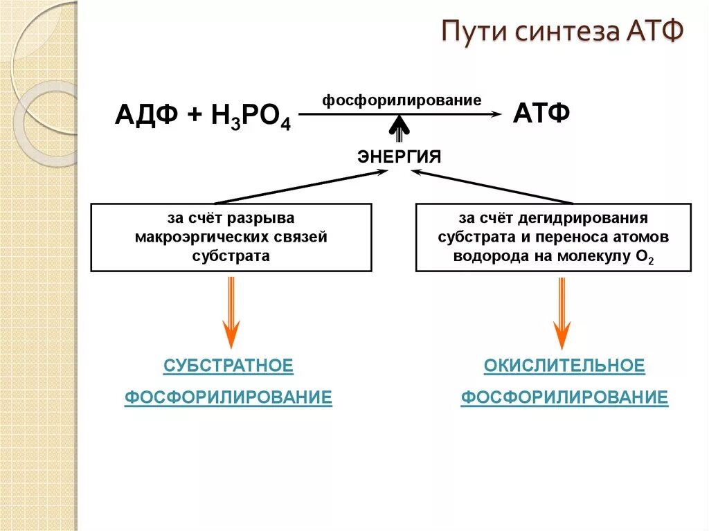 Реакция синтеза атф происходит