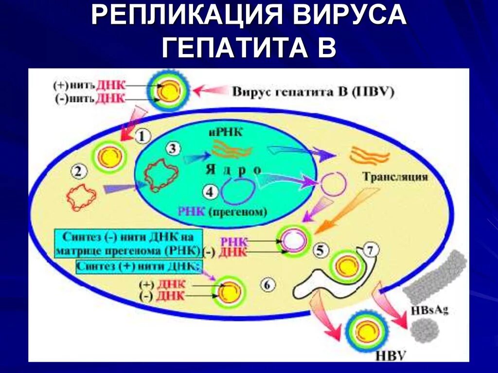 Репликация гепатита в