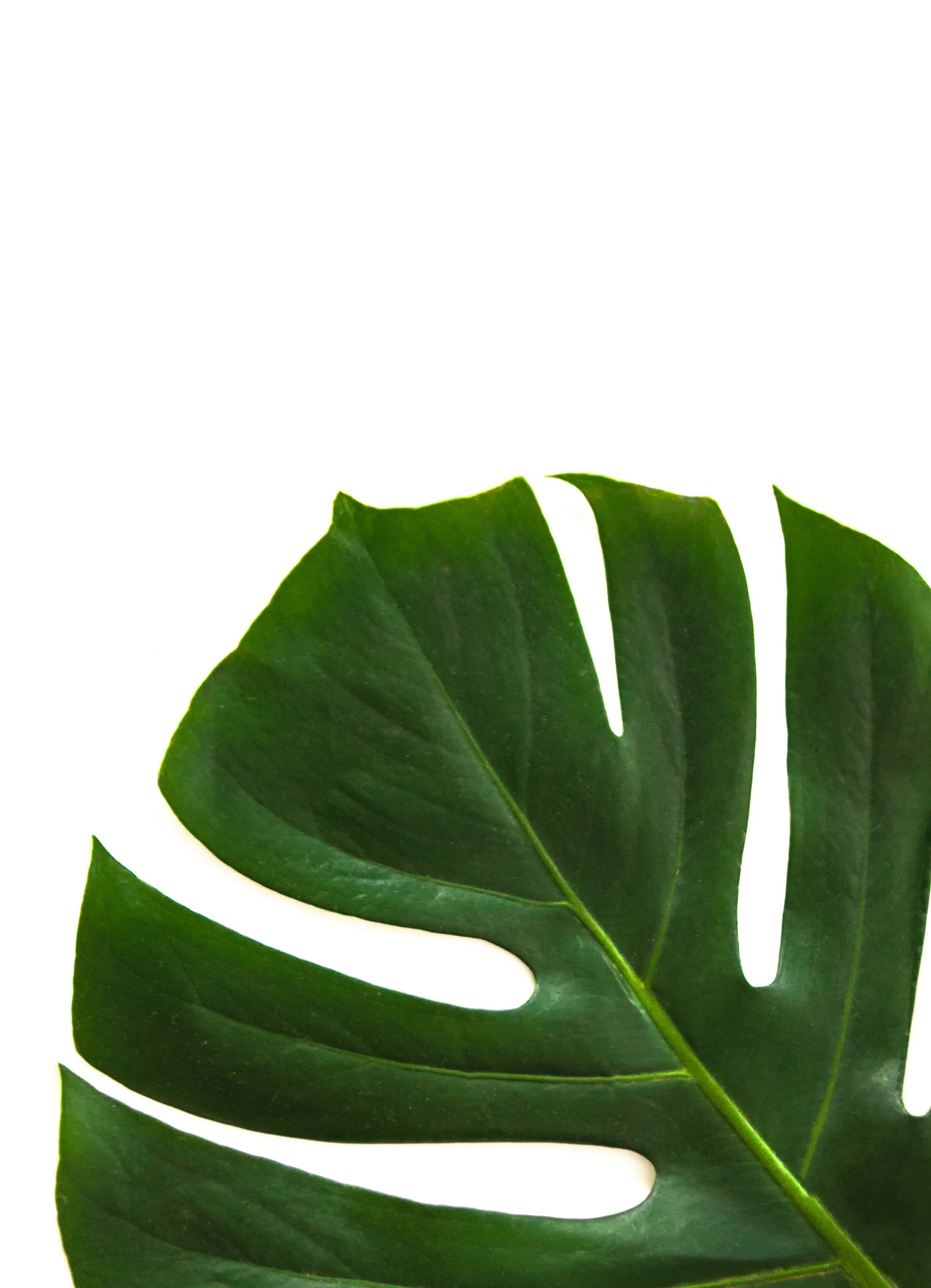 Монстера Делициоза. Monstera Leaf на белом фоне. Зеленый лист.