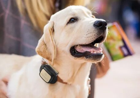 GPS Hunde-Tracker 🐶 Kippy V-Pet für 11,95€ (inkl. 