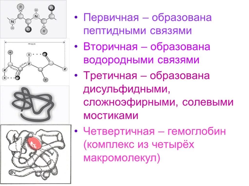 Какие связи есть в белке первичная. Третичная структура белка дисульфидные связи. Первичная структура пептида и белка. Дисульфидные связи структура белка. Первичная структура белков пептидная связь.