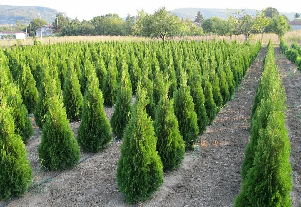 Показать тую смарагд. Туя смарагд на штамбе. туя смарагд 30 см. thuja occ. &#039;smaragd light&#039;.