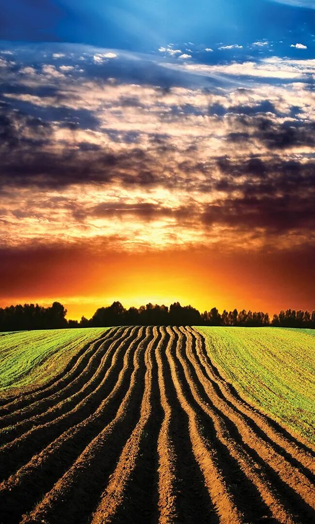 Fields area. Вспаханное поле. Поле пшеницы и хмеля. Agricultural Land.