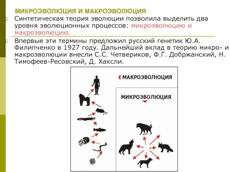 Микроэволюция в каких группах организмов. Синтетическая теория эволюции макро и микроэволюция. Синтетическая теория эволюции что такое Эволюция. Филетическая микроэволюция. Виды отбора по синтетической теории эволюции.