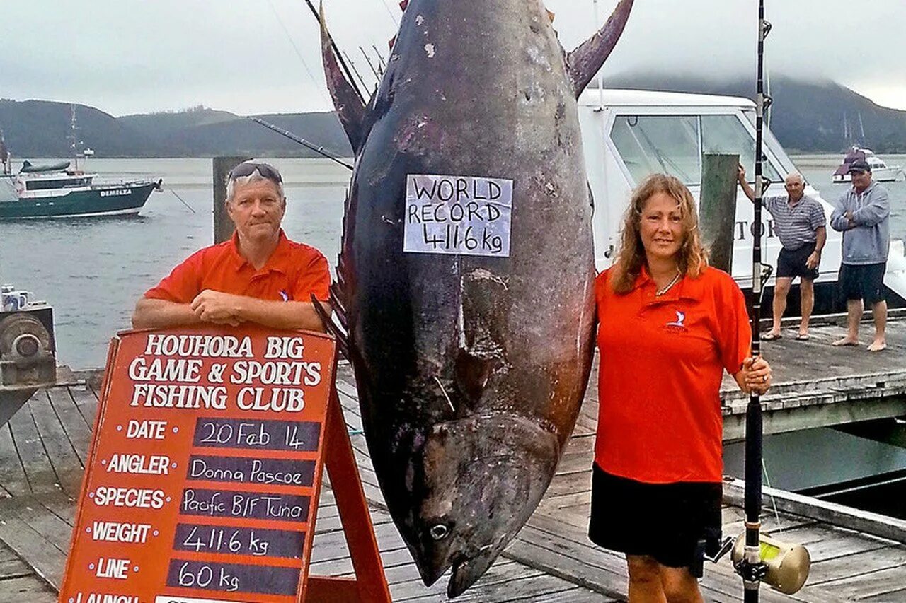 тунец рыба. максимальный размер тунца. тунец размеры. тунец дальневосточный. макс вес тунца.