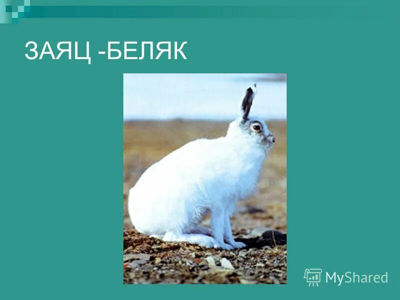 заяц беляк и заяц русак таблица. сходство зайца беляка и русака. заяц беляк и заяц русак. заяц беляк и заяц русак таблица. сходство зайца беляка и зайца русака.