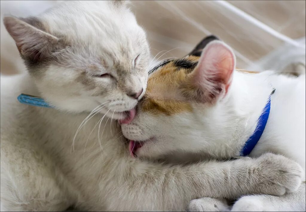 Любовь кошек и котов. Нежные котята. Ласковая кошка. Коты любовь. Кошачьи нежности.