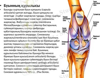 Қынаптың буыны