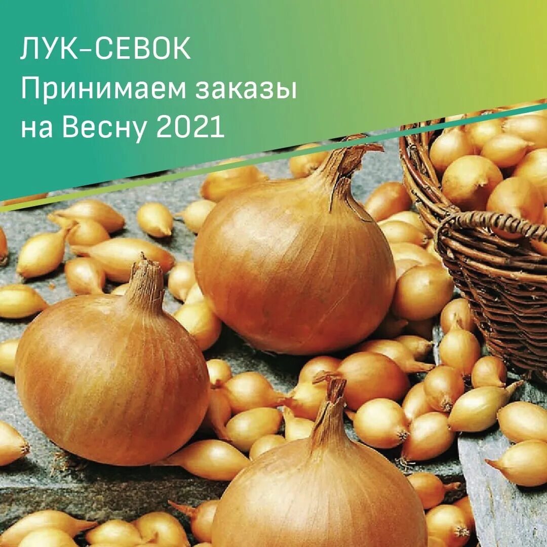Лук севок дедуля отзывы. Лук севок голландия шетана. лук-севок шетана мс 1421. лук севок сорт стурон. лук севок стурон 500.