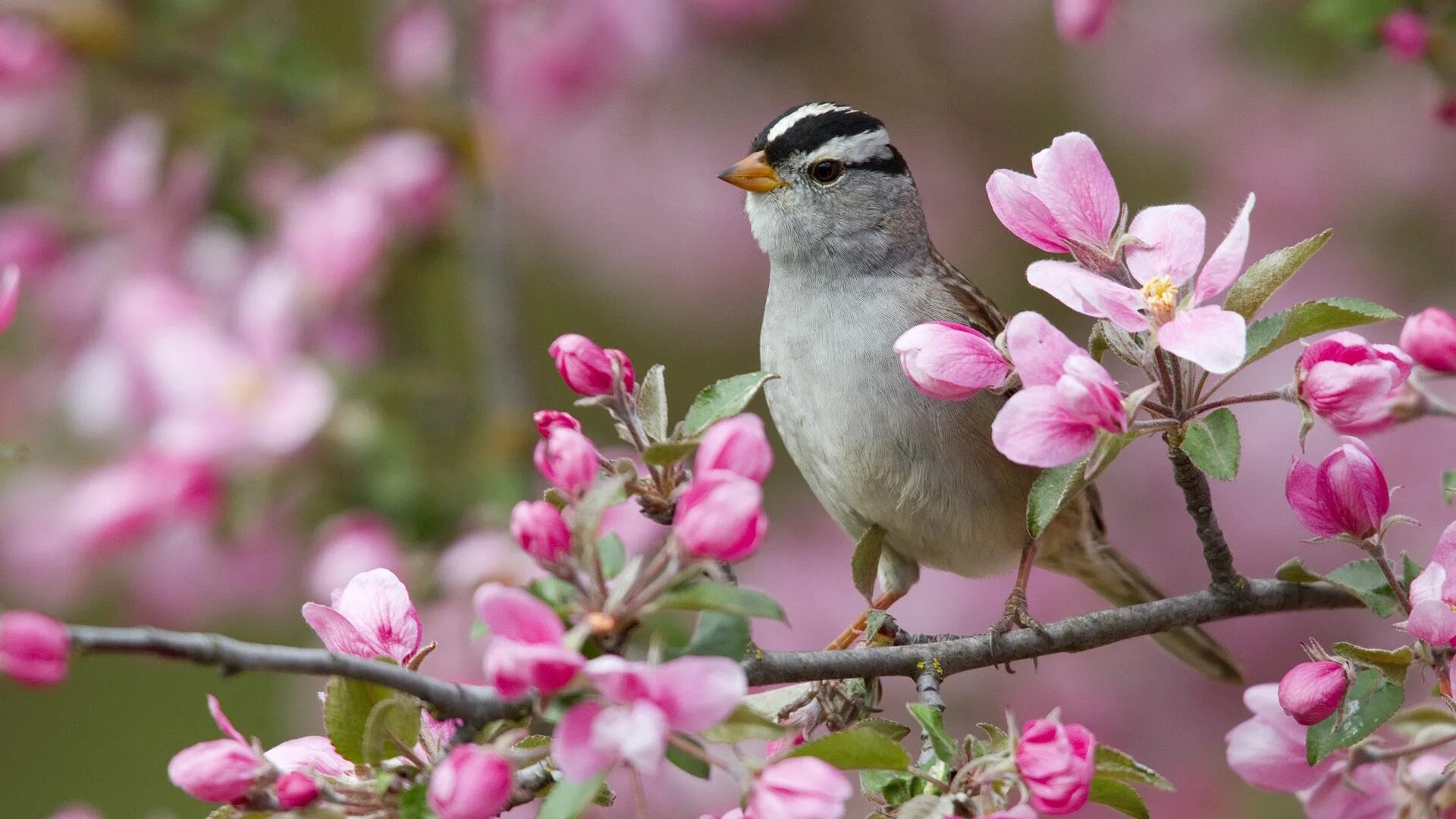May birds. Весенние птички. Весенние картинки. Птицы весной.