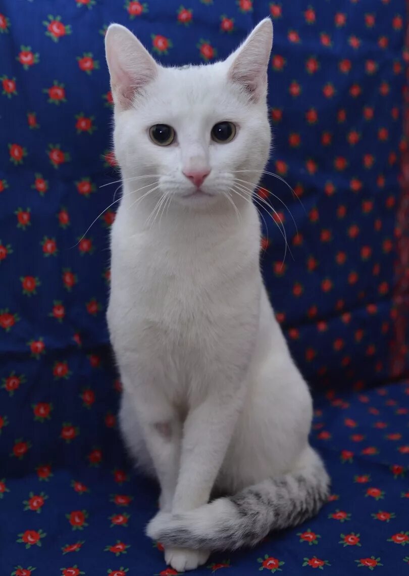 белая беспородная кошка. белый кот обычный. белый кот обычный. турецкая ангора короткошерстная. белый кот обычный.