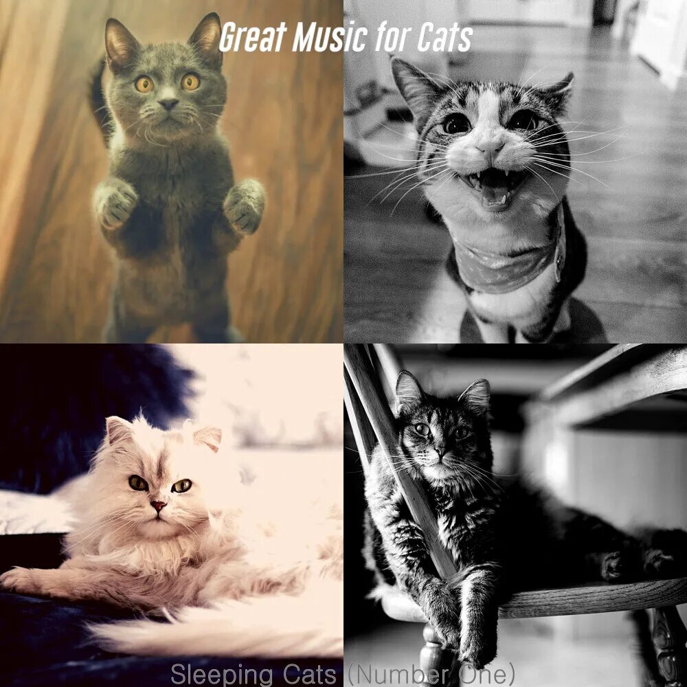 "Music for Cats" && ( исполнитель | группа | музыка | Music | Band | artist ) && (фото | photo). Песня Cat nap. Кошка Кэт песня. Песня кошки кошки на шкафах
