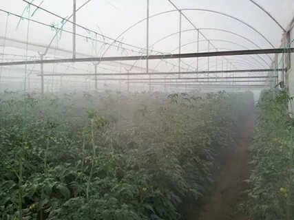 Влажность в теплице