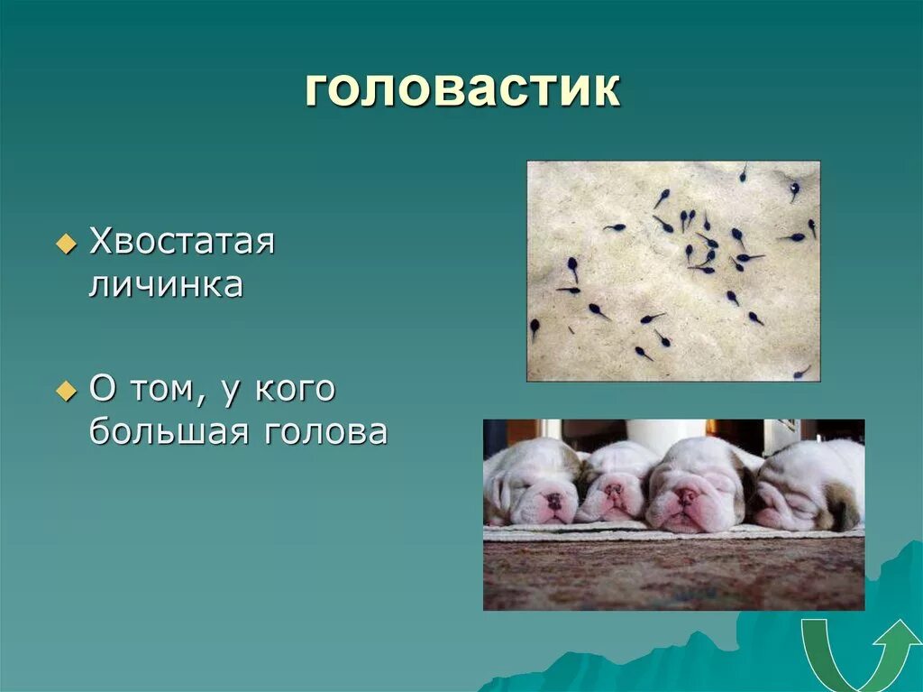 Цикл развития печеночного сосальщика схема. Хвостатая личинка. Хвостатая личинка. Цикл развития печеночного сосальщика схема. Жизненный цикл печеночного сосальщика.