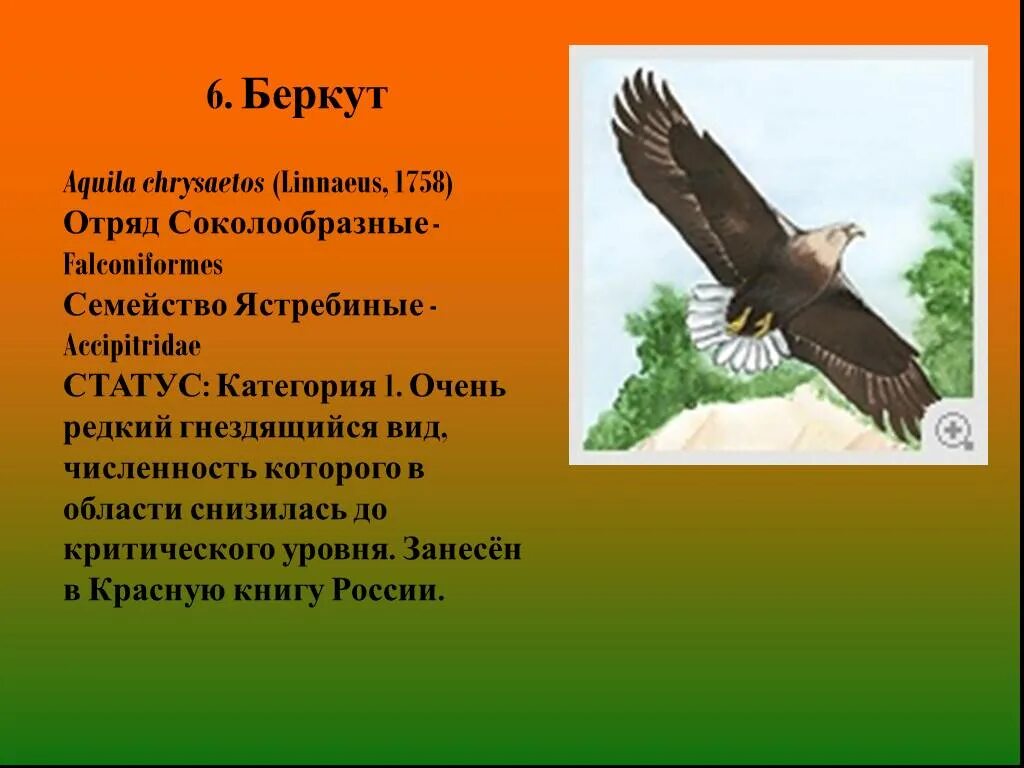 Беркут - Aquila chrysaetos (Linnaeus). Птицы Саратовской области занесенные в красную книгу. Беркут Aquila chrysaetos (Linnaeus, 1758) отряд. Беркут занесен в красную книгу.