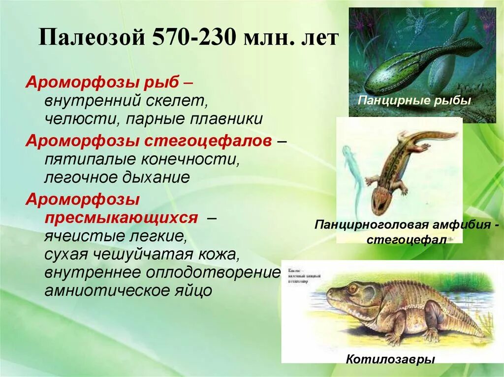 Палеозойская эра биология 9 класс. Палеозой. Ароморфозы рыб. Презентация на тему Палеозойская Эра. Ароморфозы палеозойской эры.