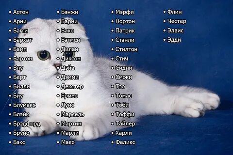 имена для кошек: 3 тыс изображений найдено в Яндекс Картинках