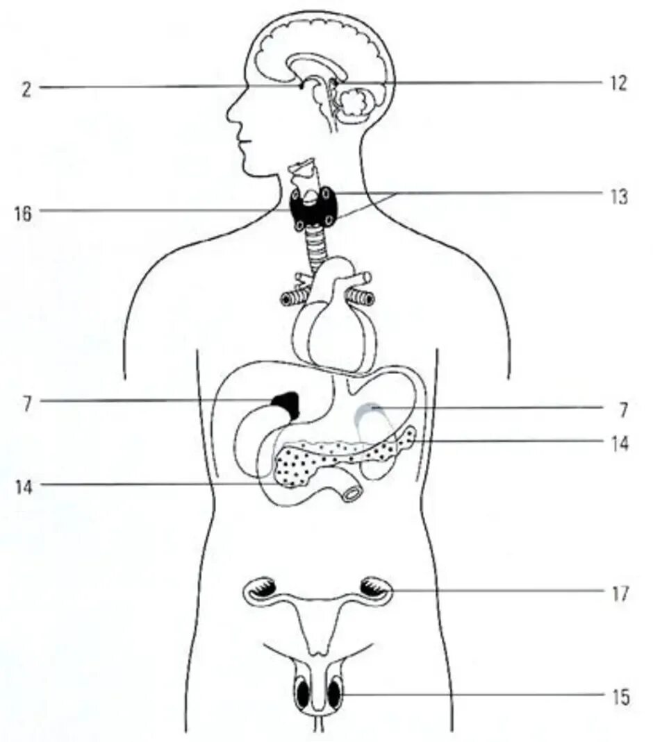 Железы внутренней секреции человека без подписей. Железы внутренней секреции человека рисунок. Система желез внутренней секреции человека. Эндокринная система схема. Рисунок эндокринной системы человека