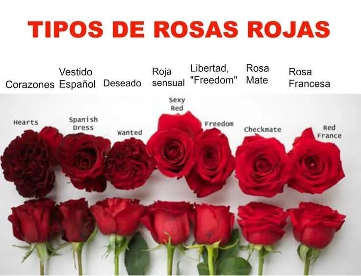 Какое розами расстояние должно быть. Сорта голландских роз. Сорта красных роз. Сорта красных роз срезка.