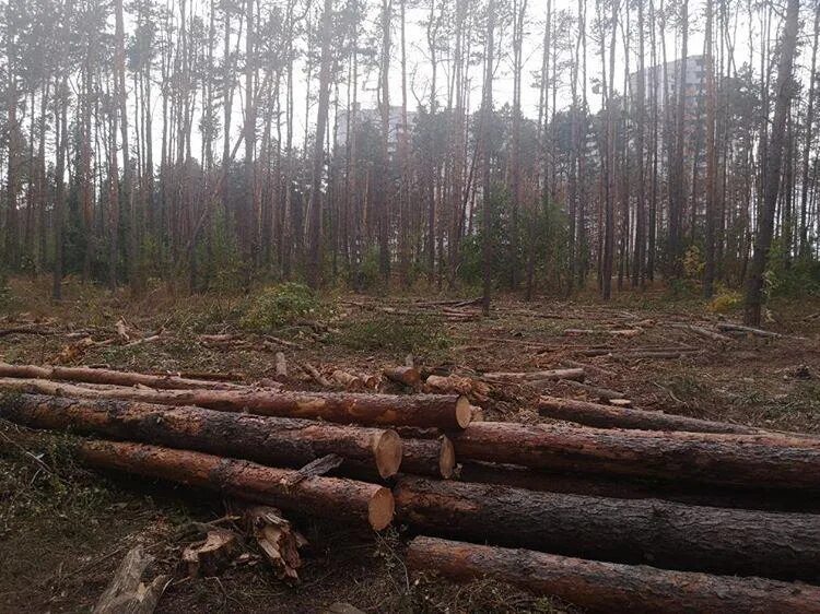 Cut down forest. Варварски вырубленные леса.. Вырубка лесов. Варварская вырубка лесов. Рубка леса.