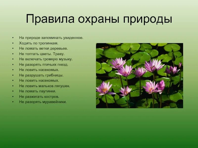 Способы охраны природы. Растения нуждающиеся в охране. Растения, нуждающиеся в охране природы.. Проект охрана природы.