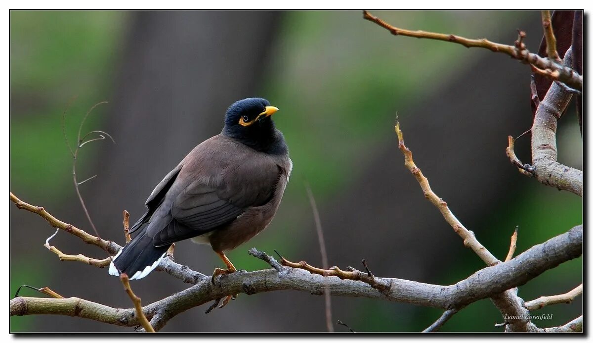 песня скворца. песня скворец. скворец на ветке. весенняя песня скворцов слушать. песни скворца.