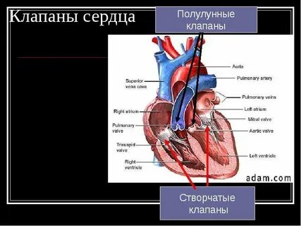 Правое предсердие какой клапан