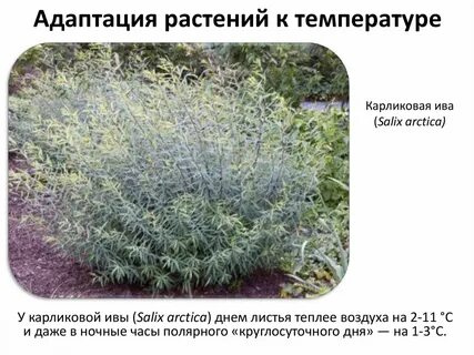 Адаптация листьев