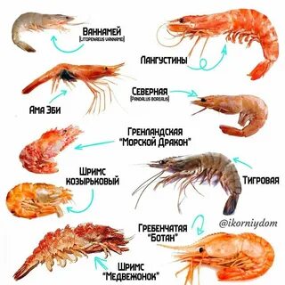 С какого возраста можно креветки