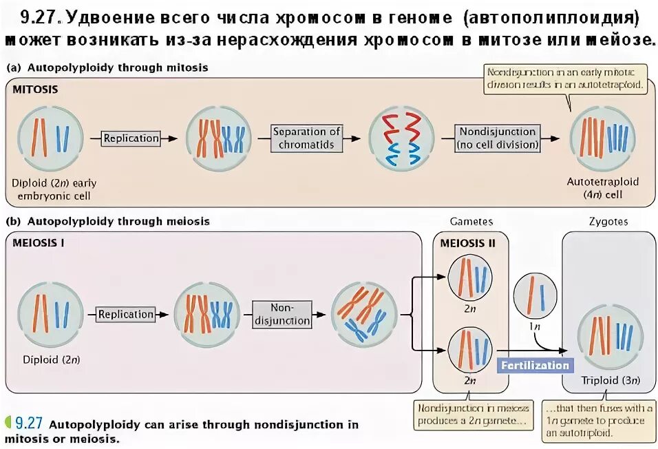 Автополиплоидия. Автополиплоидия мейоз. Автополиплоидия примеры. Автоплоидия аллоплоидия. Удвоение набора хромосом