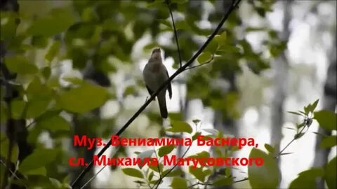Сенчина белой акации гроздья душистые слушать
