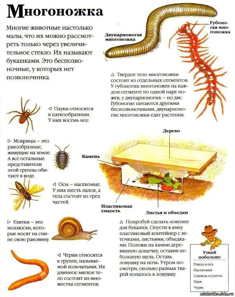 Многоножка обыкновенная растение какой тип питания. Многоножка обыкновенная растение какой тип питания