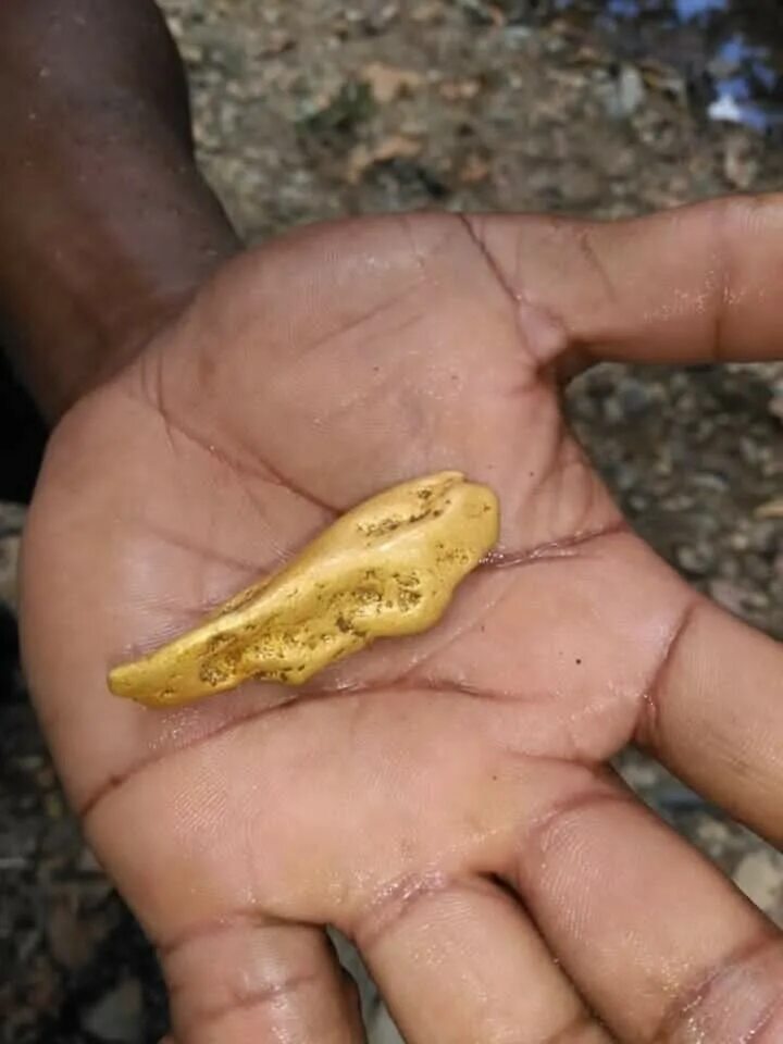 Доминикана золотодобыча. Самородное золото в Забайкалье. Доминиканская Республика добыча золота. Нашел самородок золота.
