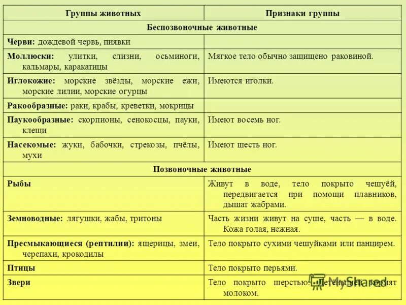 Группа черви признаки группы