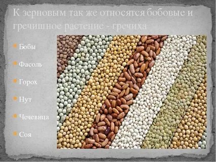 Распределите культуры зерновые технические бобовые рис пшеница