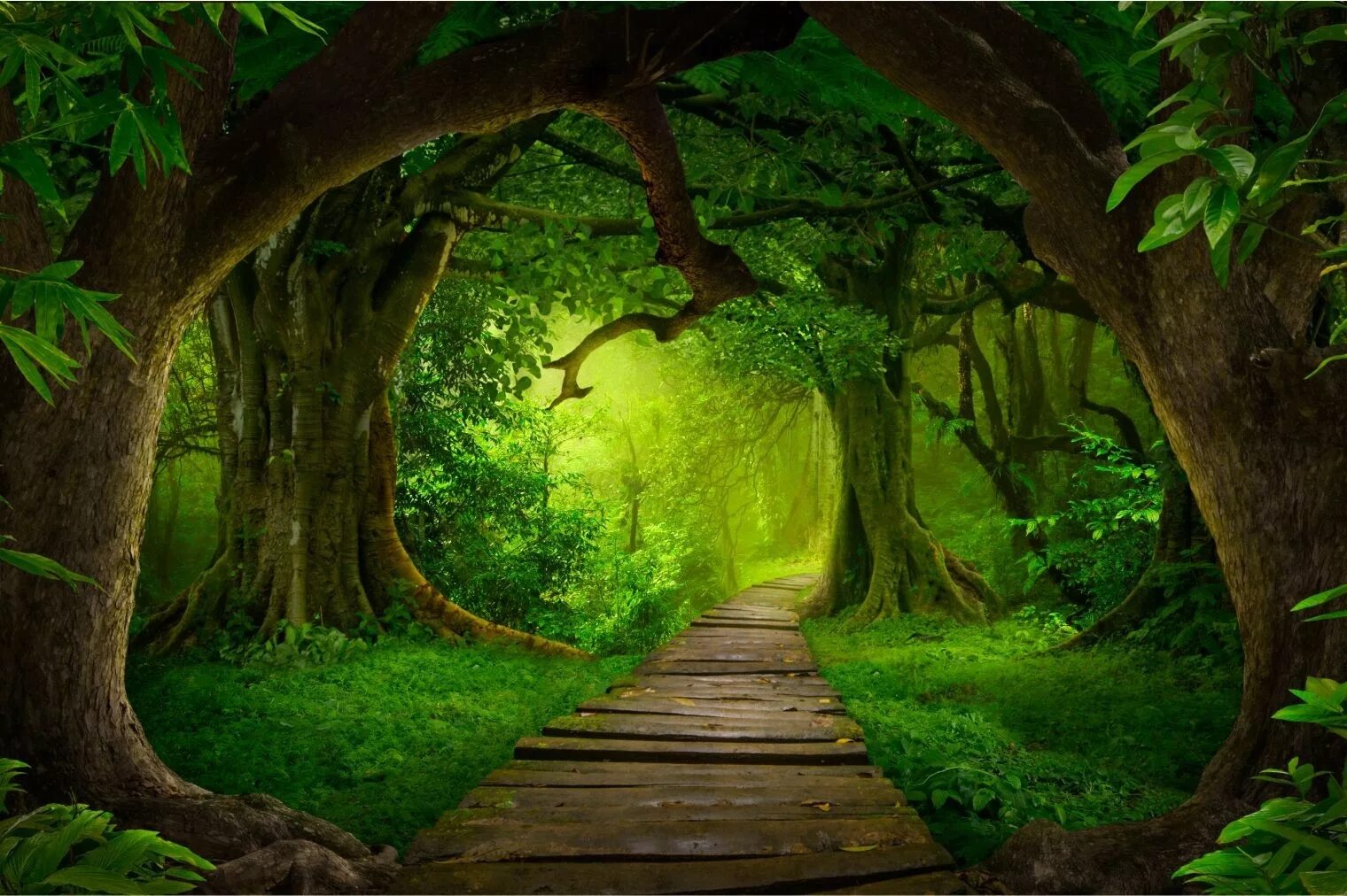 добрый лес 3. поляна с лучами солнца. добрый лес 3. лес на заднем плане. добрый лес 3.