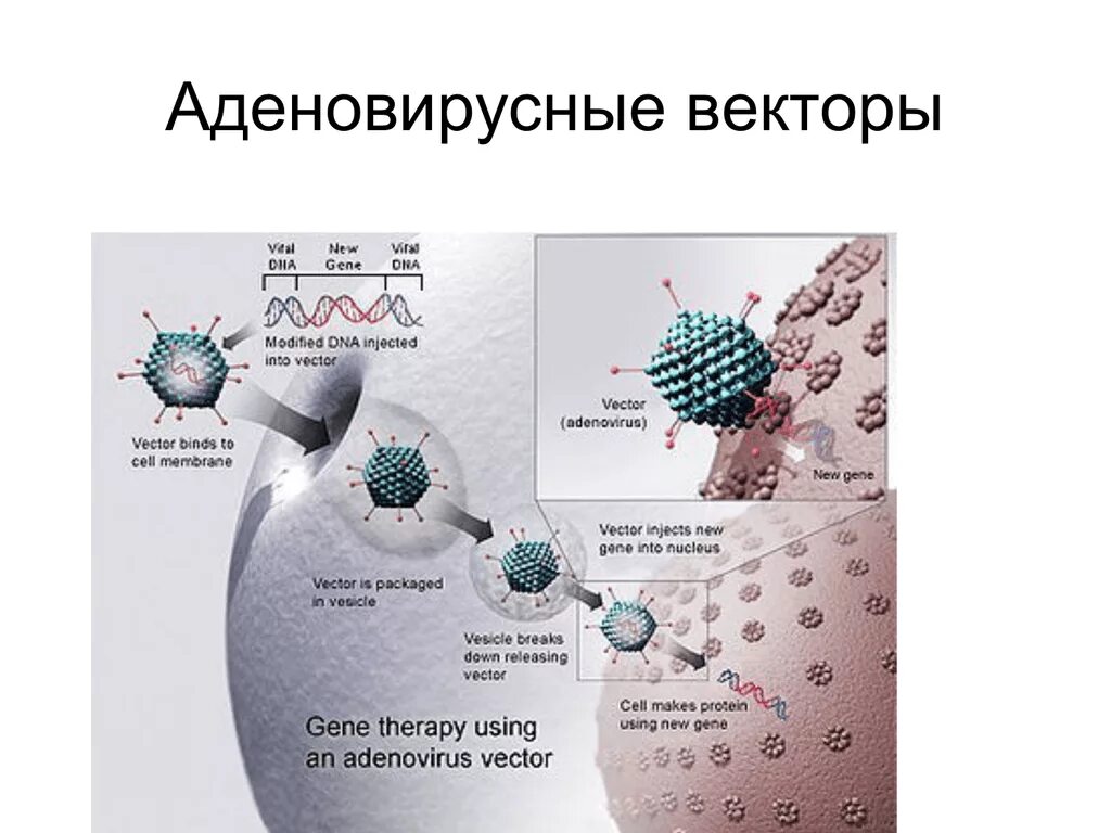Вирусные векторы. Вирусные векторы. Аденоассоциированный вирусный вектор. Вирусный вектор. Вирусные векторы.