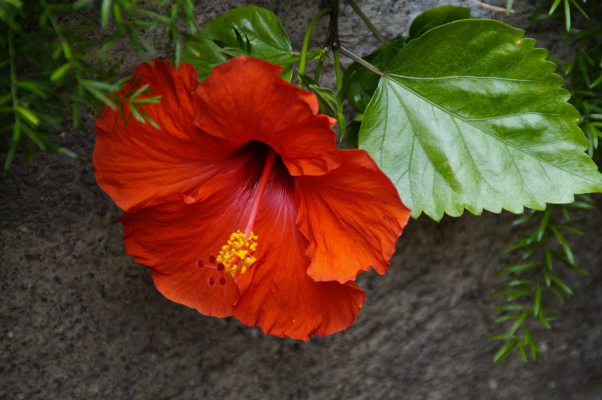 Форма листьев гибискуса. Гибискус красный колокол. Гибискус Киото. Гибискус цветок смерти.
