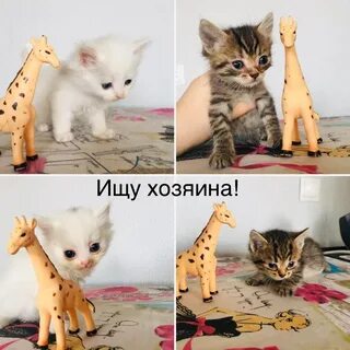 Котята омск