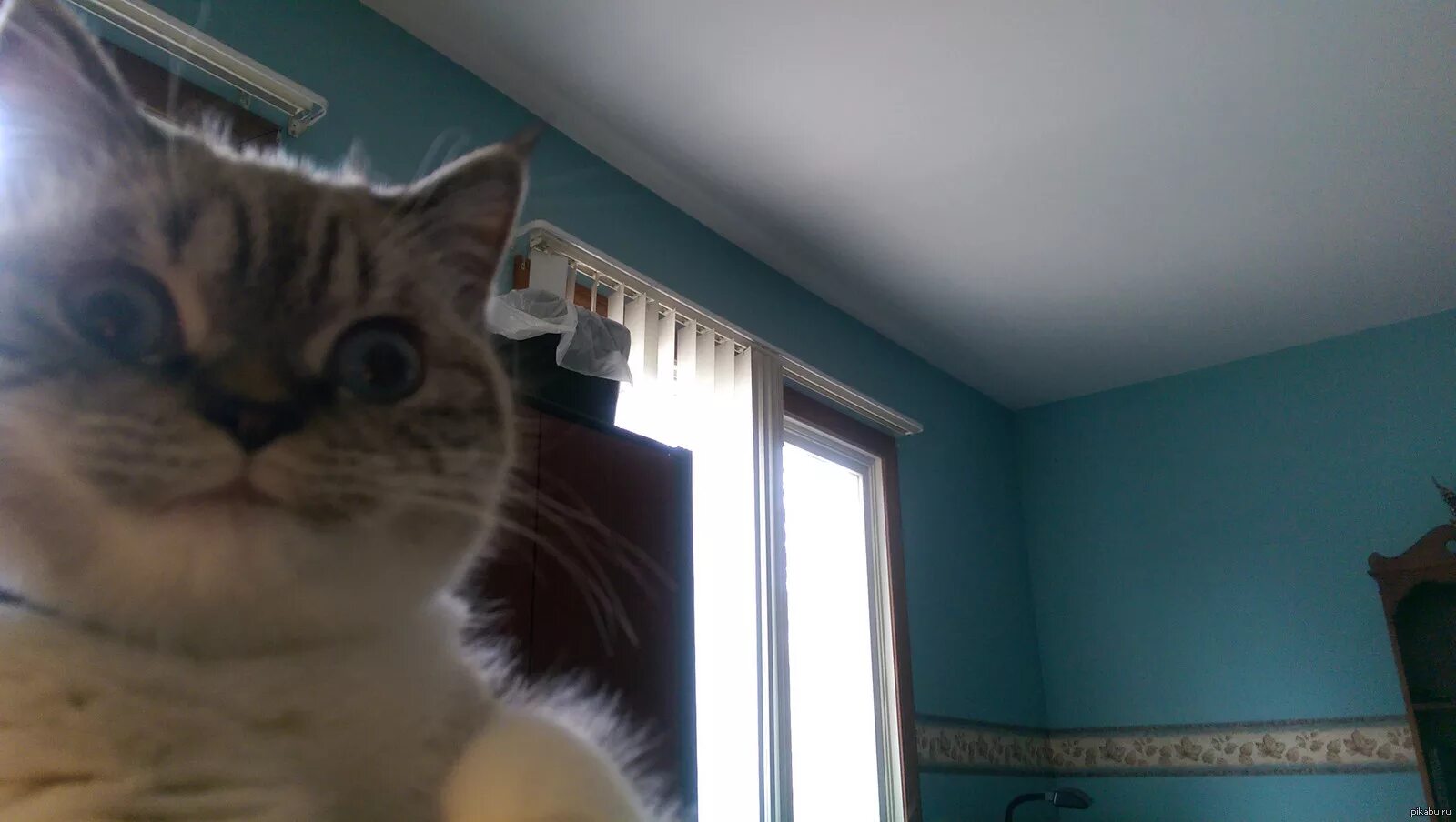 Кот мем 2025 видео Pin by honey on kittie Cute cats, Cute animals, Cats and kittens