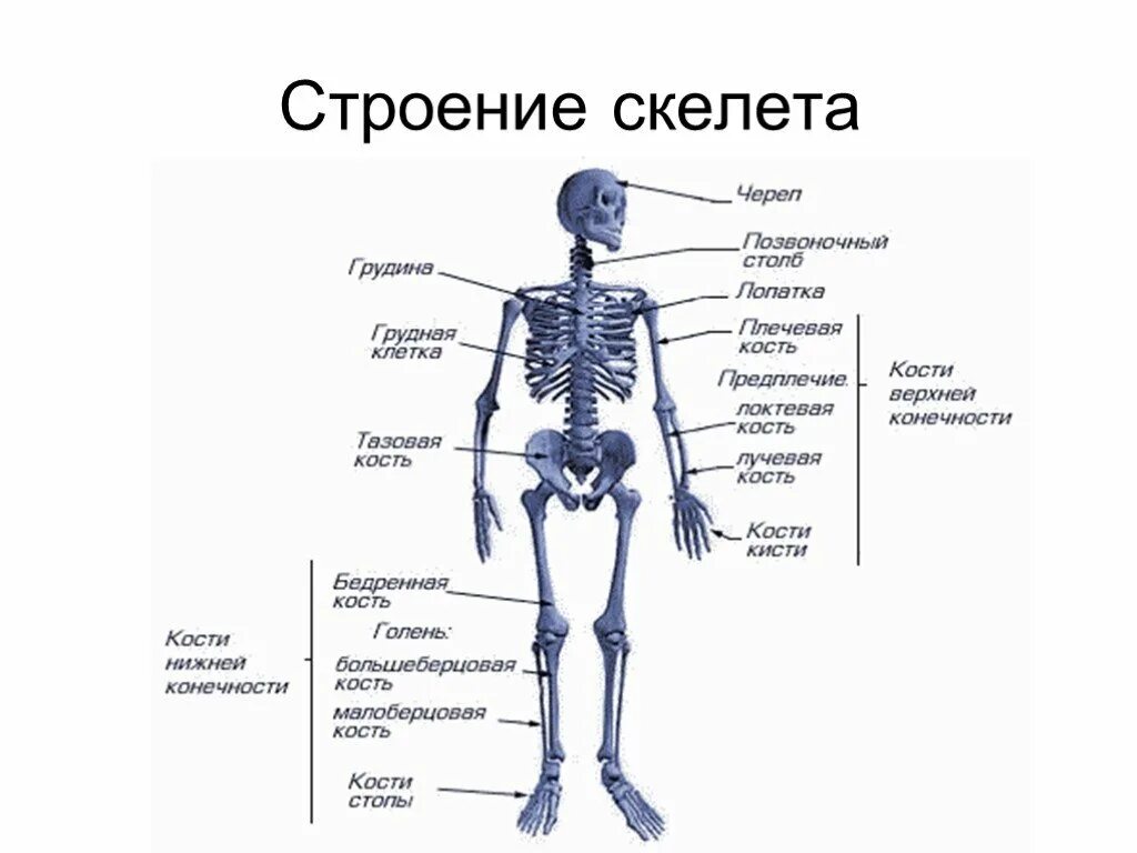 Строение отделы функции скелета. Строение костей человека схема. Скелет туловища человека с названием костей. Анатомия человека кости скелета для учащихся.