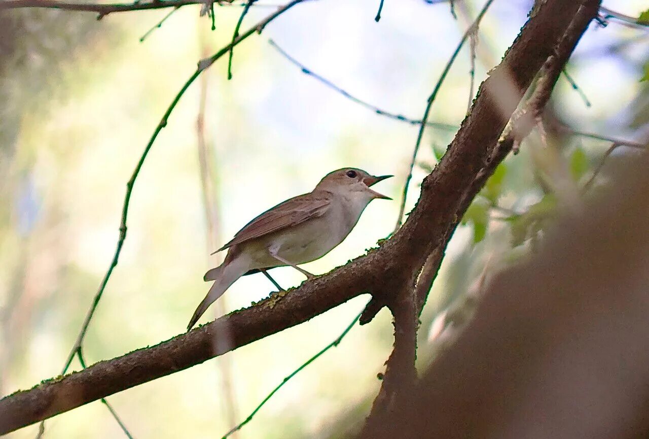 Luscinia megarhynchos. Кавказский Соловей. Соловей птица. Соловей весной.