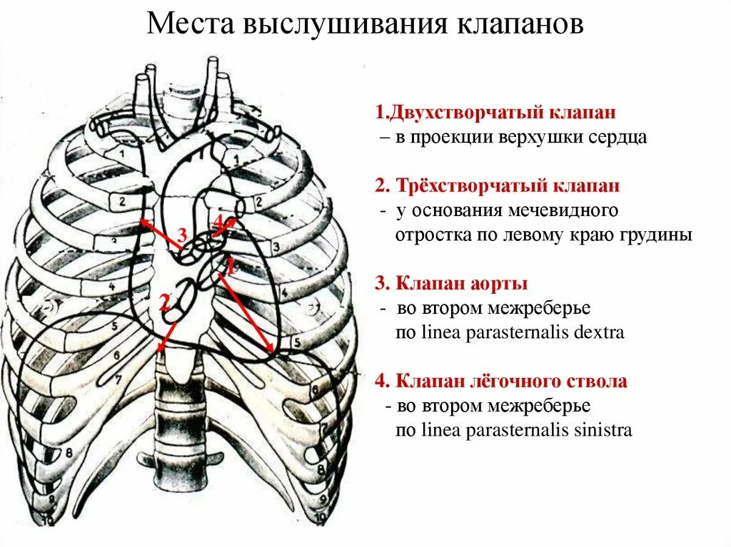 В области второе между ними. Аускультация сердца проекция клапанов. Точки аускультации сердца схема. Точки аускультации, места проекции клапанов сердца?. Аускультация сердца. Точки аускультации. Проекция клапанов..