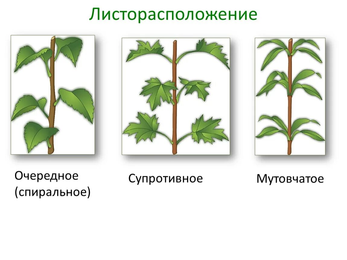 Листья расположены вертикально. Очередное супротивное мутовчатое листорасположение. Листья супротивные мутовчатые. Растения с мутовчатым листорасположением. Типы листорасположения у растений рисунок.