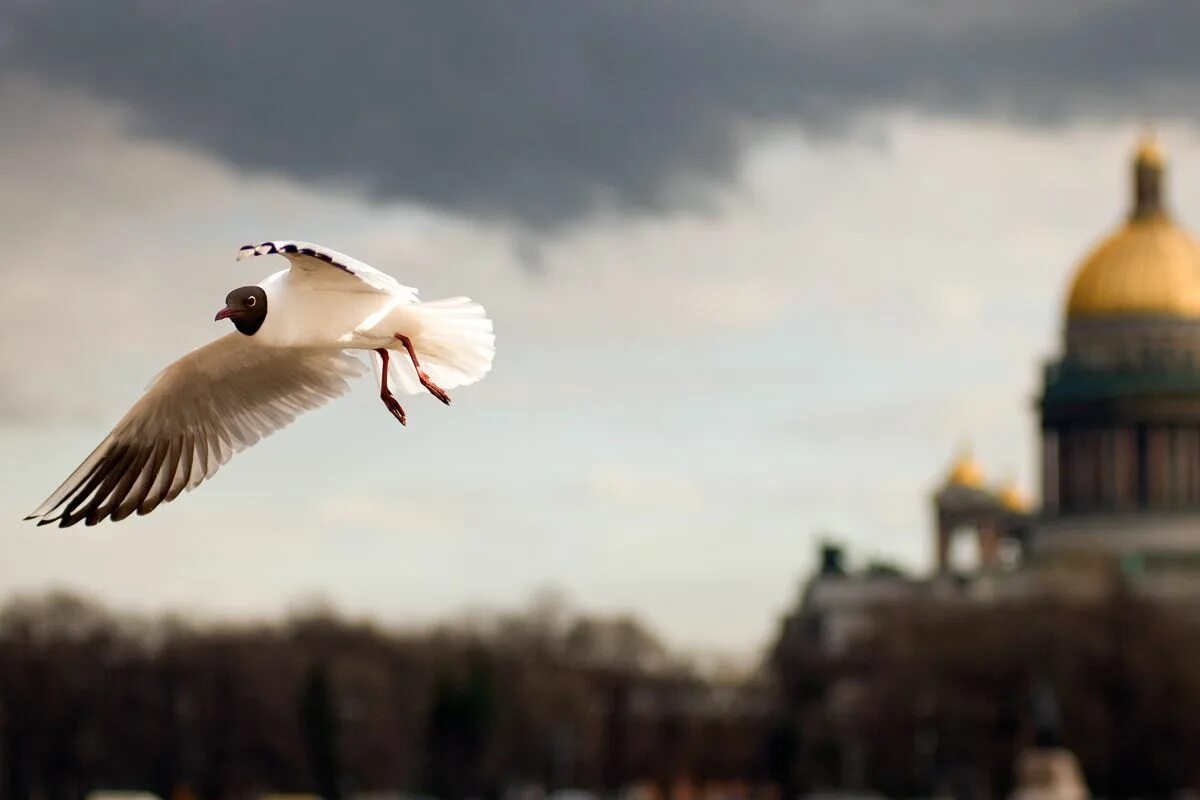 Белые птицы кружат над крышами слушать. Чайка Церковь Югансон. Чайка Санкт-Петербург. Птицы над городом.