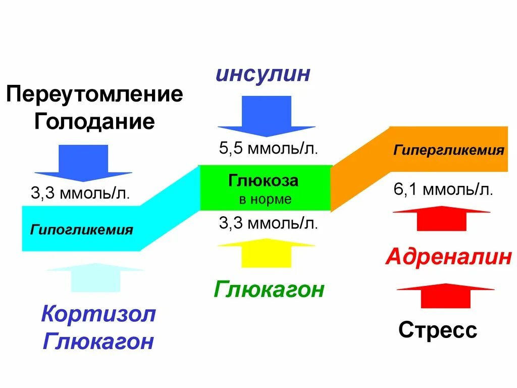 Связь кортизола и инсулина. Кортизол и инсулин. Адреналин и глюкагон гормоны. Адреналин и инсулин взаимодействие. Голод после инсулина