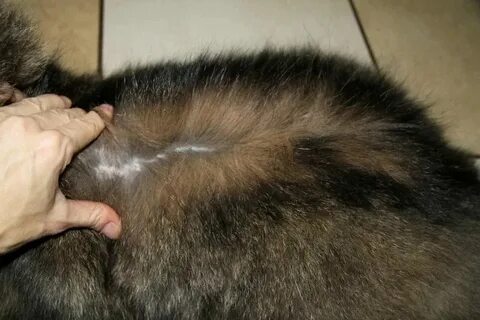 Перхоть у кота на спине около хвоста