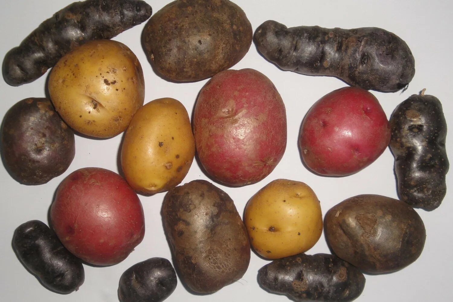 Сорта картофеля фото с названиями и описанием. Картошка разных сортов. Различные сорта картофеля. Селекция картофеля сорта. Сортовой картофель.