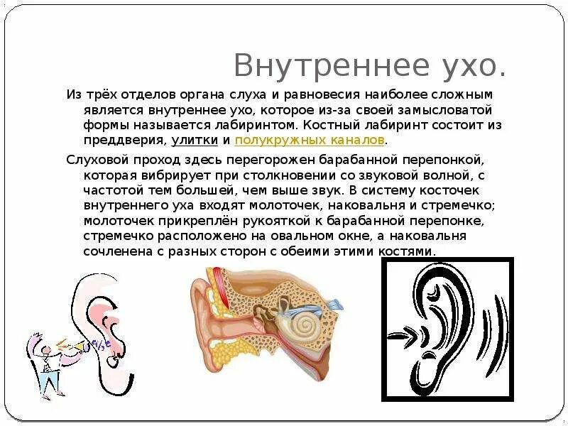 Функции улитки внутреннего уха. Улитка внутреннего уха характеристика. Внутреннее ухо функции органа. Внутреннее ухо улитка функции.